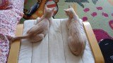 Cleo und Caesar (1)